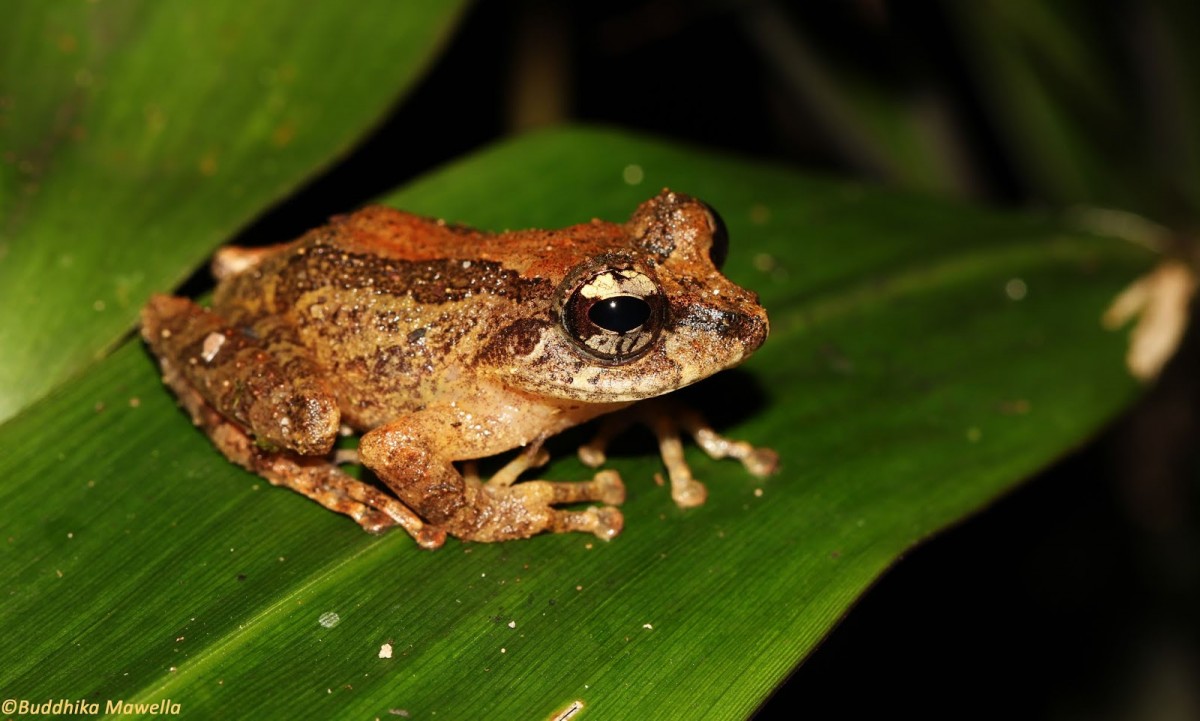 Pseudophilautus lunatus Manamendra-Arachchi & Pethiyagoda, 2005